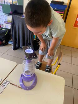 PS/MS: Observation au microscope des petits points noir..