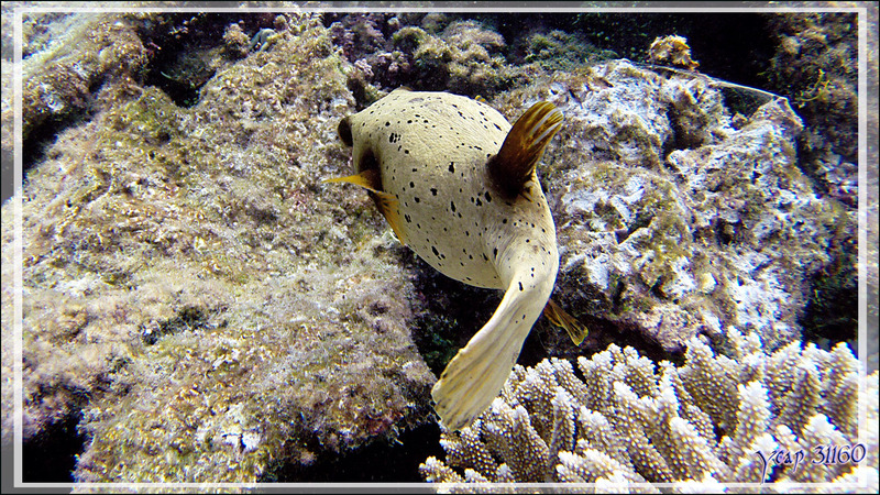Poisson-ballon à taches noires ou Tétrodon jaune, Blackspotted puffer (Arothron nigropunctatus) - Snorkeling à Athuruga - Atoll d'Ari - Maldives