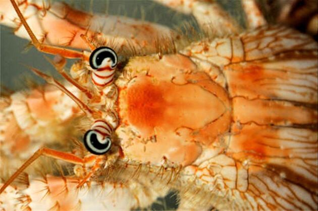 Crabe anémone