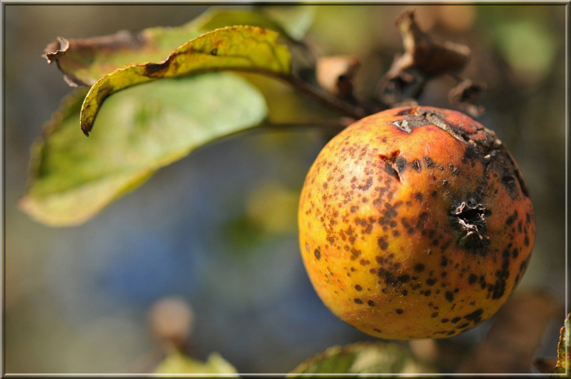 Quatre boules (pas) de cuir