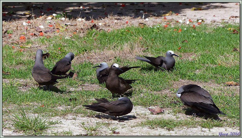 Bain de soleil pour le Noddi brun "makwa" (Anous stolidus) - Bird Island - Seychelles