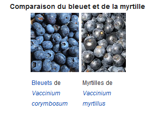 Myrtille ou bleuet ?