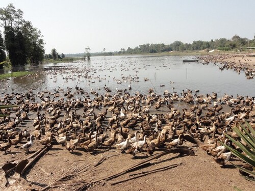 13 février: Pursat Après-midi Calvaire