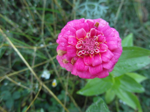 Fleurs au rond point