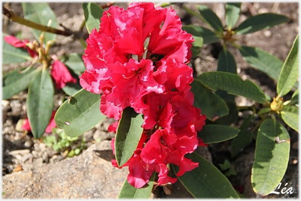 Fleurs-2-6255-rhododendron.jpg