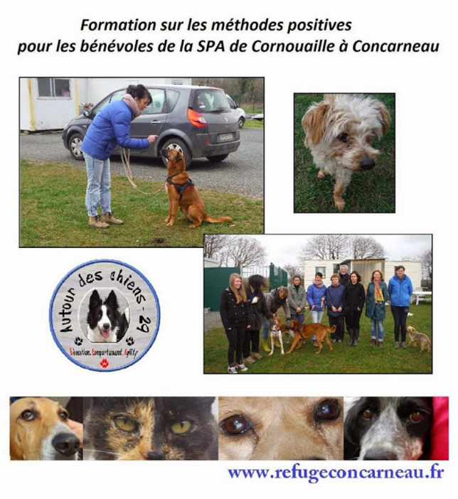 Formation pour les bénévoles de la SPA de Concarneau