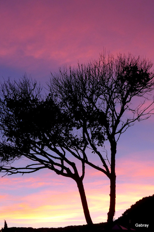 Barcarès le ciel du soir dans les arbres ... n 5