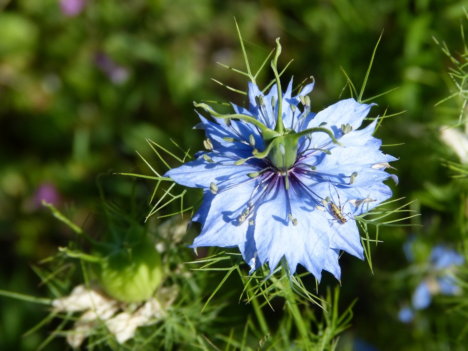 J'ch'suis descendue dans mon jardin ♪