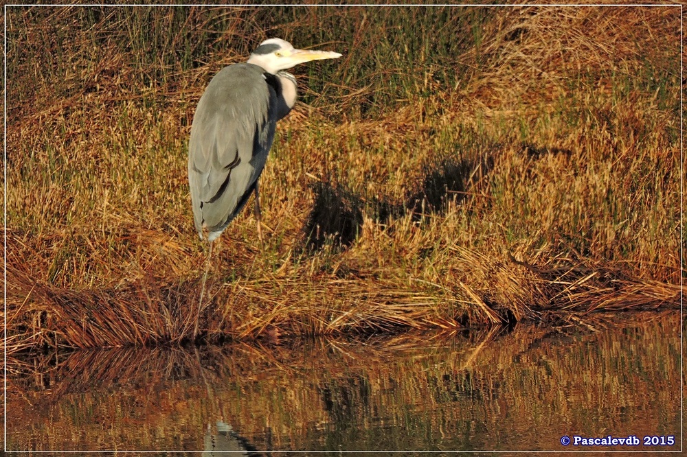 Réserve ornitho du Teich - fin décembre 2015 - 5/6