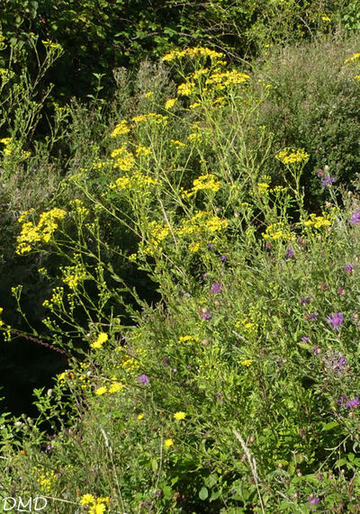 Jacobaea erucifolia  †Senecio erucifolius - séneçon à feuille de roquette