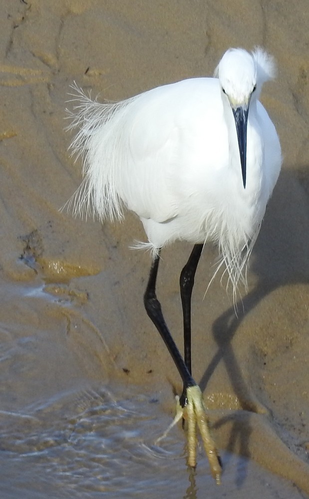 L'aigrette, son reflet et son ombre...