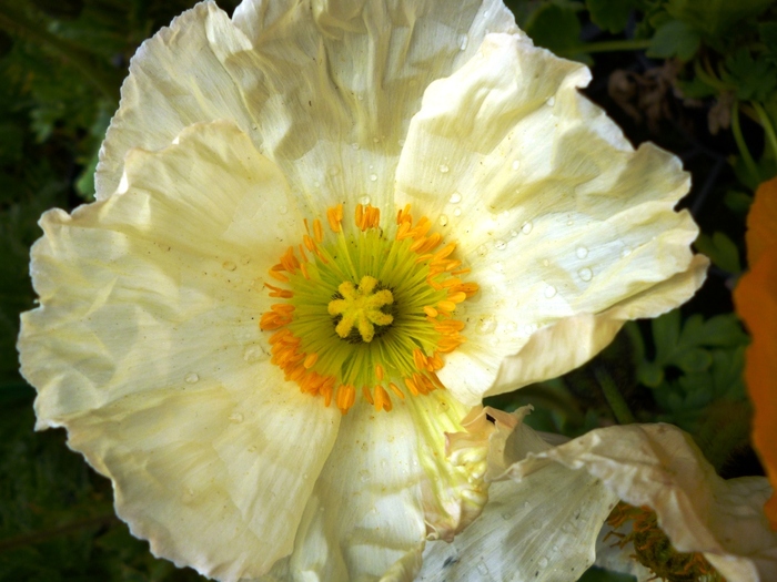 Fleurs de Pavot