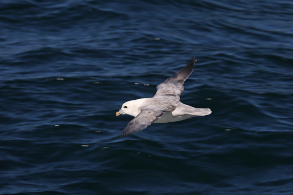 Excursion aux Sept-Îles