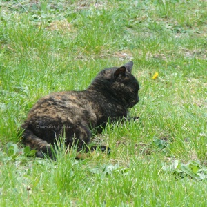 Boubou se repose dans l'herbe