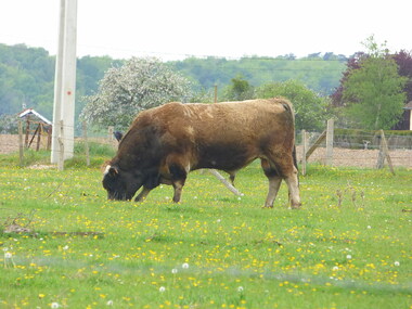 La forêt de Jumièges