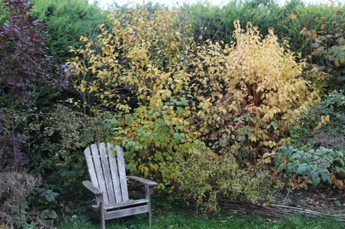 Teintes jaunes dans le jardin