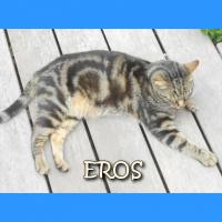 Chats retrouvés