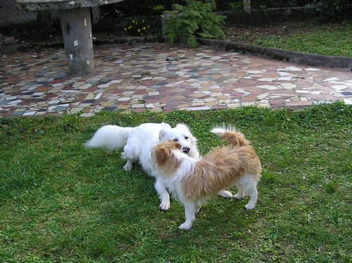 Titi et Grosminet côté chiens