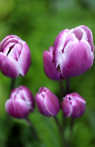 Tulipes 2024 : Purple Elegance