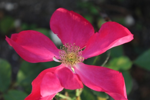 Belles remontées de roses et 1er aster