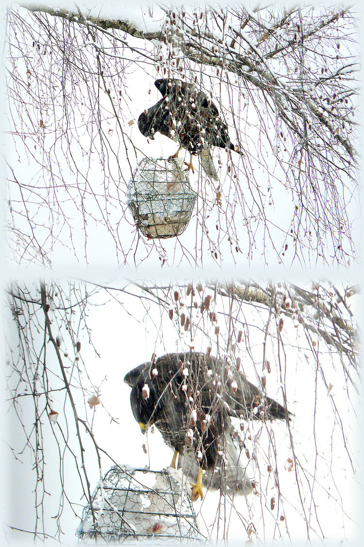 Pas buse du tout, l'oiseau! - Lartigau - Milhas - 31