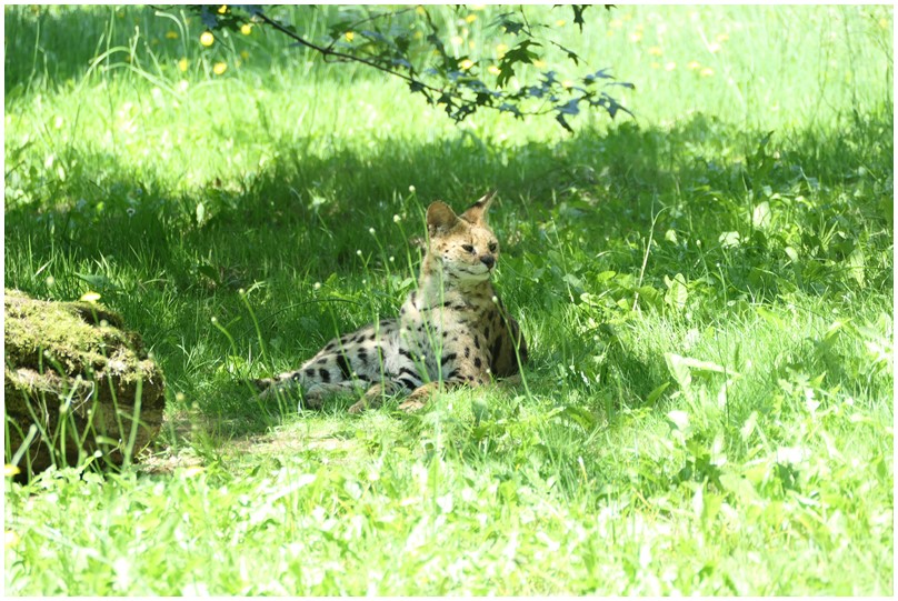 Au zoo de Mervent-02