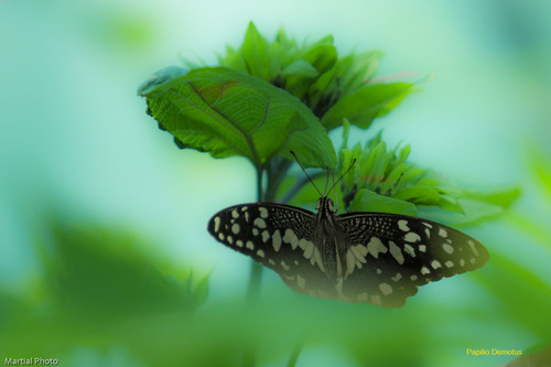 LA FERME AUX PAPILLONS - PAPILIO DEMOTUS