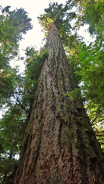 Jour 25 Cathedral Grove Big Tree