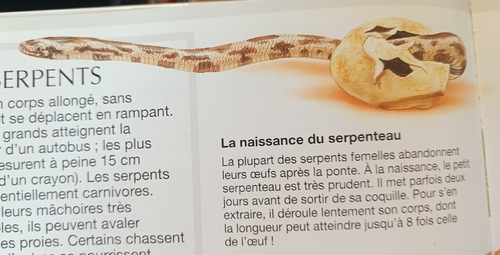 les serpents