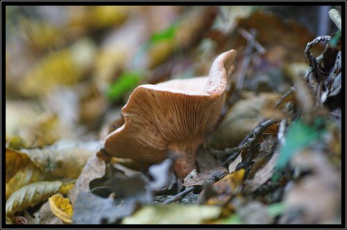 Photos champignons