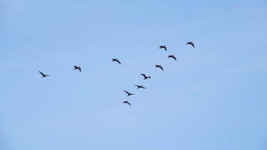 season birds migration flying blue sky 