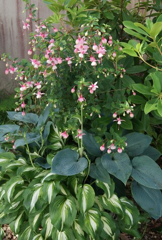 hostas et fuchsia