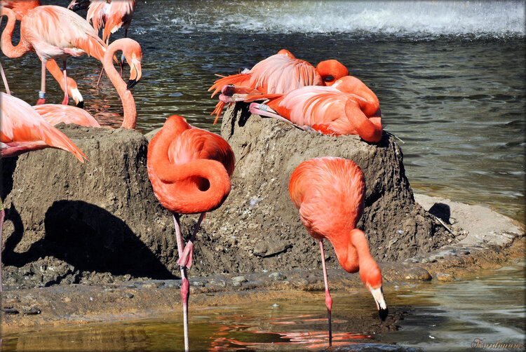 Photos de flamands de Cuba (Zoo de la Palmyre)