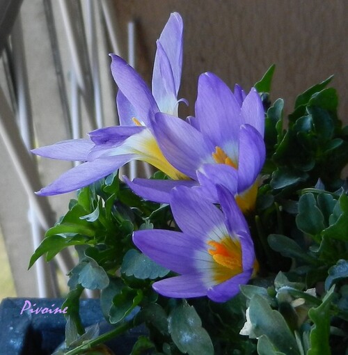 PROMENADE AU MILIEU DES CROCUS DE MON BALCON