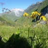 Séneçon des Pyrénées (Senecio pyrenaicus)