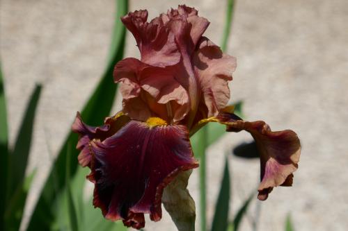 Le cartoscope du mercredi 27 juin 2023