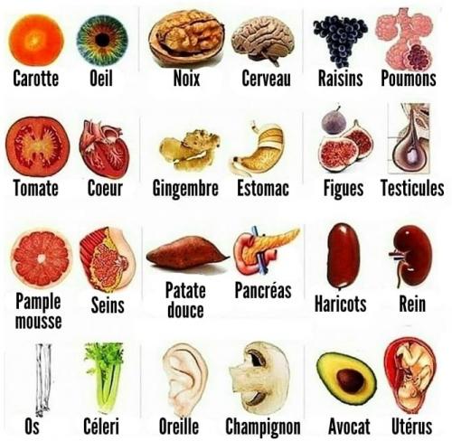 Aliments soignant les organes auxquels ils ressemblent