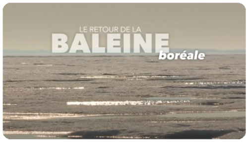 ~ Le Retour De La Baleine Boréale ~