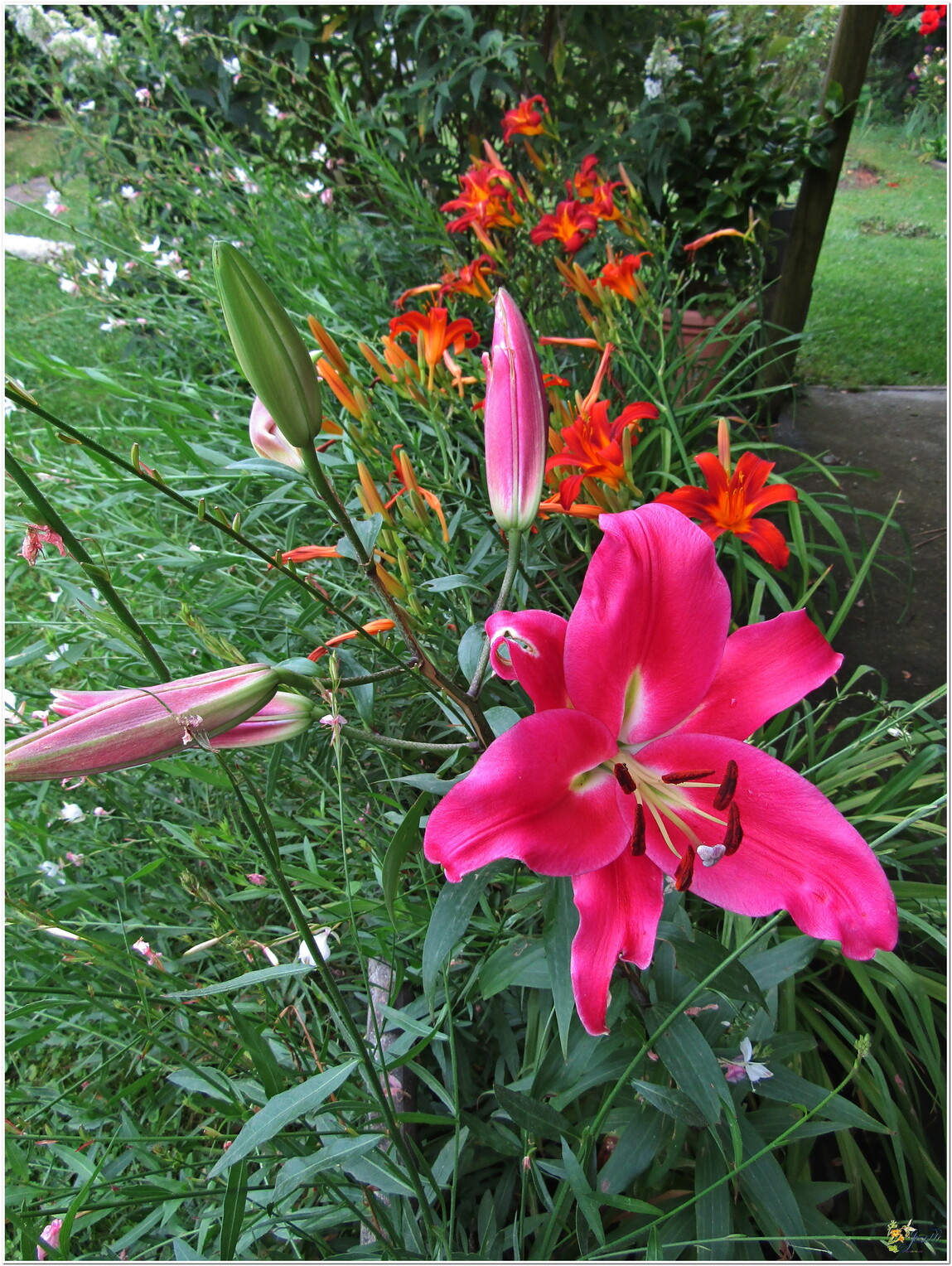 MON JARDIN - DES FLEURS 