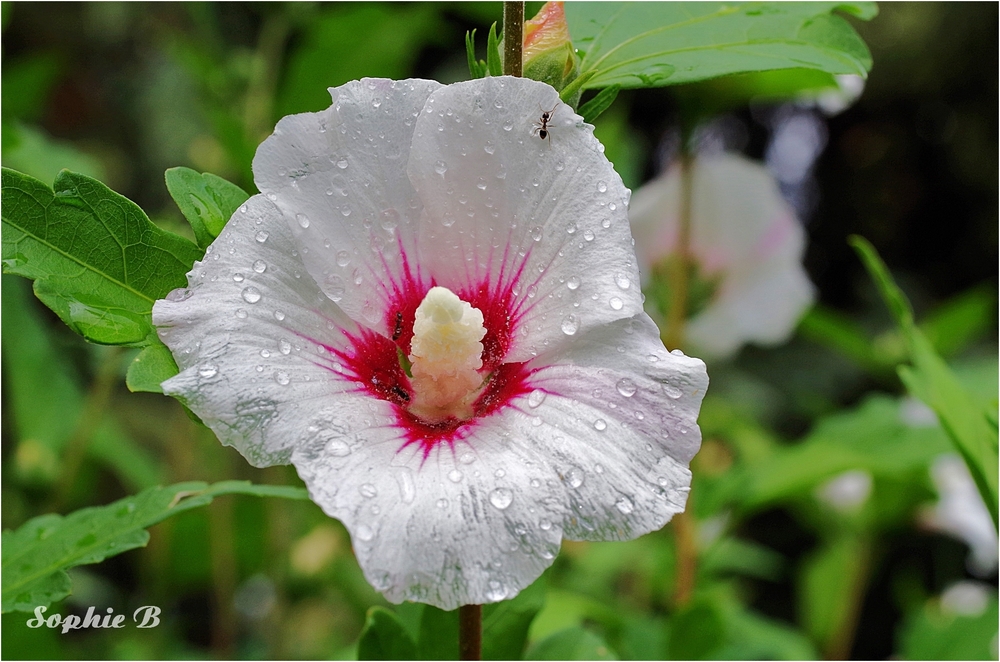 Sur l'hibiscus .