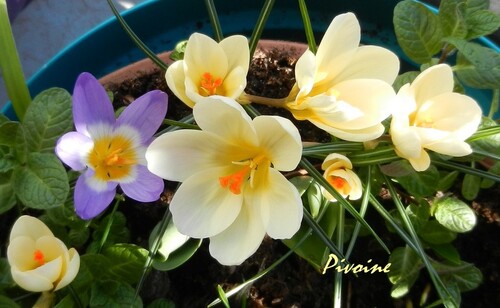 PROMENADE AU MILIEU DES CROCUS DE MON BALCON