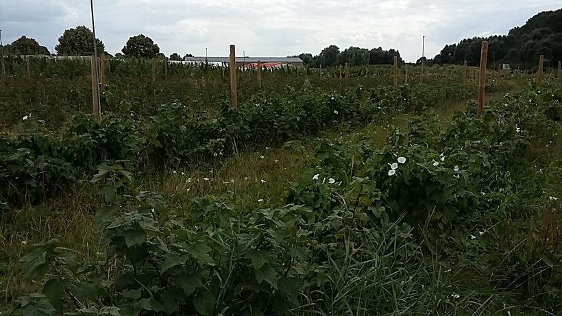 un tour à la cueillette en seine et marne 