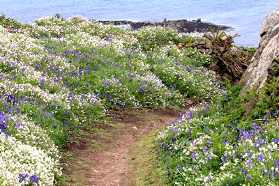 La côte de granit rose : 2 -la réserve des 7 îles