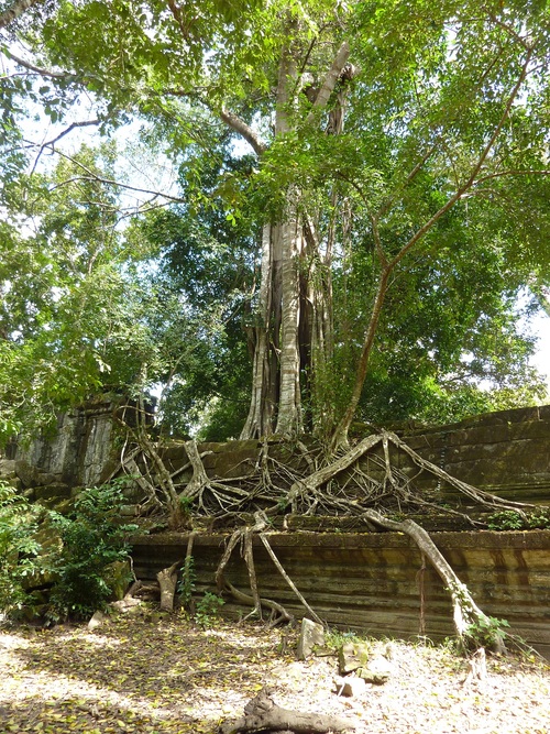 Beng Mealea, un temple mystérieux envahi par la jungle