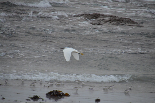 Quelques oiseaux marins 