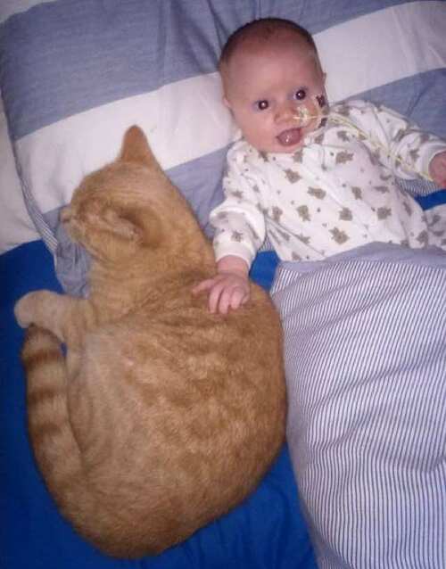  (-*♥*-)  Un chat est resté au chevet de son petit frère humain et a aidé son petit cœur à guérir   (-*♥*-)