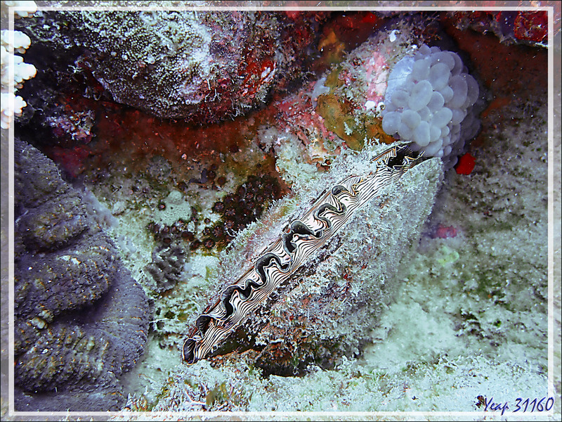 Nacre étendard, Pen shell (Atrina vexillum ??) - Spot Antsoha (Rocher 4ème Frère) - Tsarabanjina - Mitsio - Madagascar