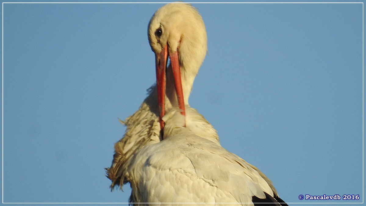 Réserve ornitho du Teich - Décembre 2016 - 11/13