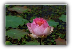 Lotus : La fleur du cœur