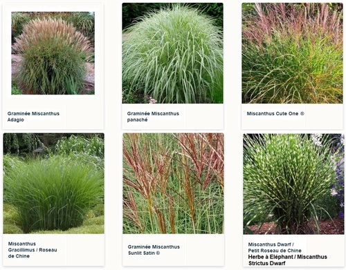 Miscanthus.jpg